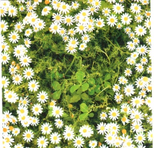 heart made of daisies and clover